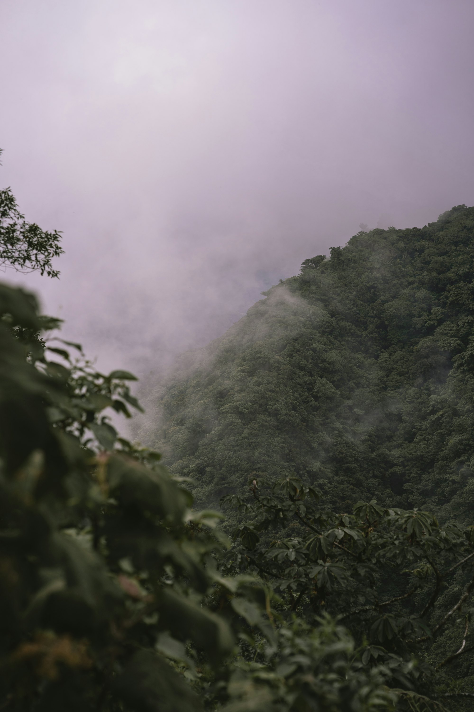 A forested ridge in Costa Rica under morning mist